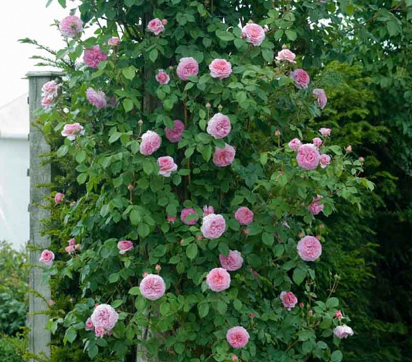 Rose 'James Galway', Auscrystal, Rosa 'James Galway', Climbing Rose 'James Galway', Thornless Roses, David Austin Roses, English Roses, Climbing Roses, Pink roses, very fragrant roses